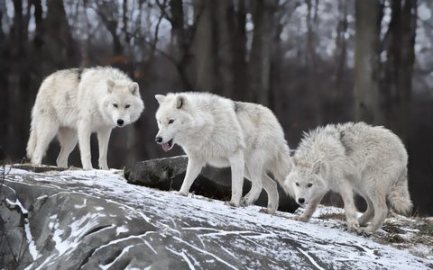 Animals Wildlife Nature