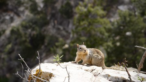 Animals Wildlife Nature