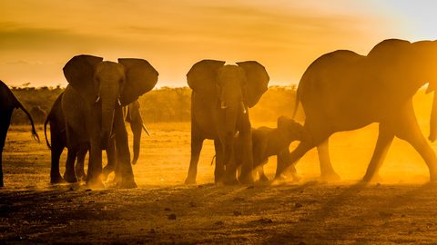 Animals Wildlife Nature