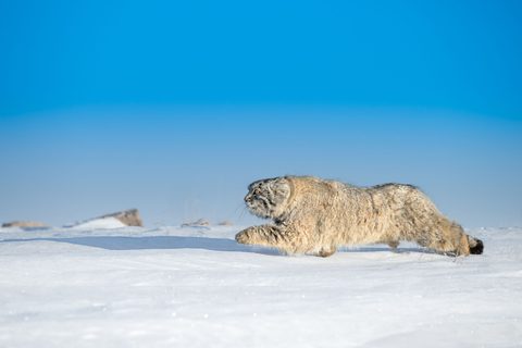 Animals Wildlife Nature