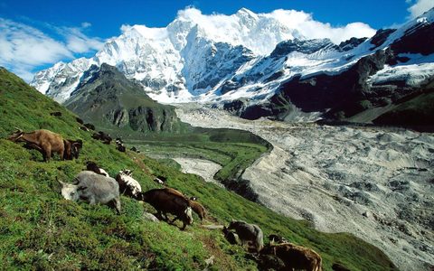 Animals Wildlife Nature