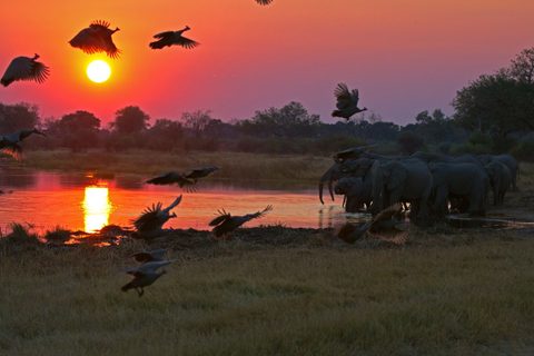 Animals Wildlife Nature
