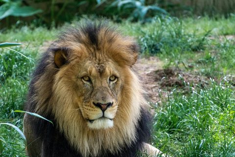 Animals Wildlife Nature