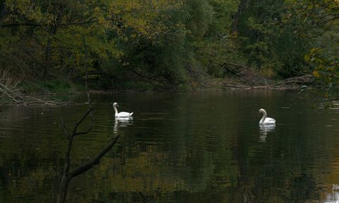 Animals Wildlife Nature
