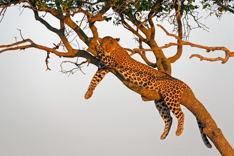 Animals Wildlife Nature