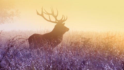 Animals Wildlife Nature