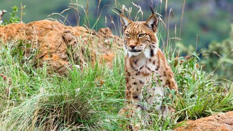 Animals Wildlife Nature