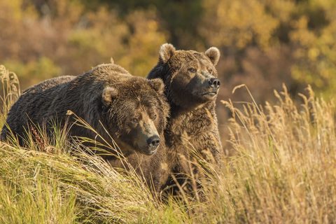Animals Wildlife Nature