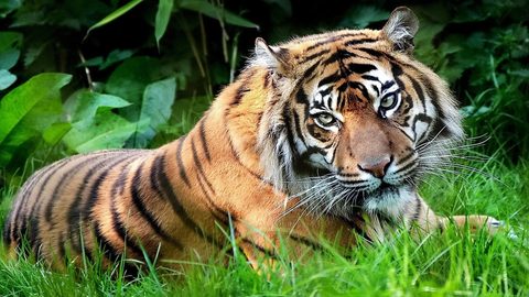 Animals Wildlife Nature