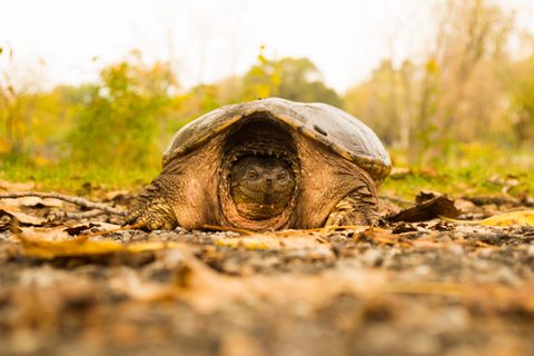 Animals Wildlife Nature