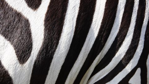 Animals Wildlife Nature
