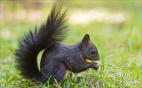 Animals Wildlife Nature