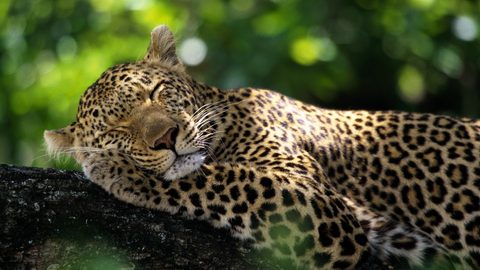 Animals Wildlife Nature