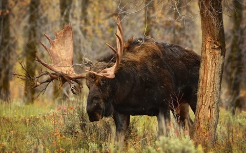 Animals Wildlife Nature