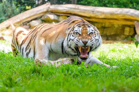 Animals Wildlife Nature