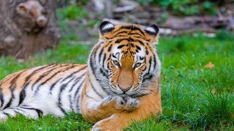 Animals Wildlife Nature