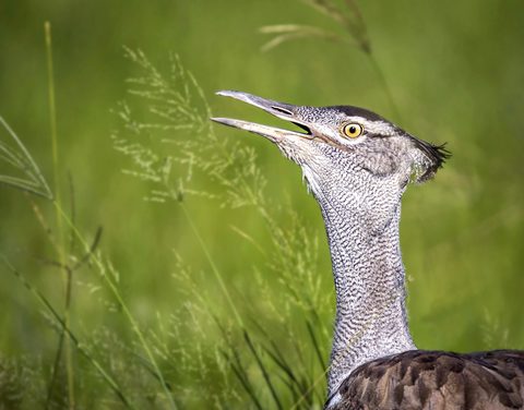 Animals Wildlife Nature