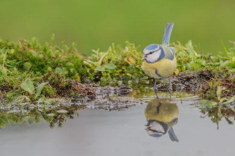 Animals Wildlife Nature