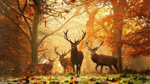 Animals Wildlife Nature