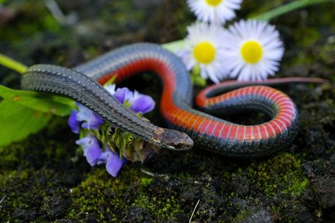 Animals Wildlife Nature