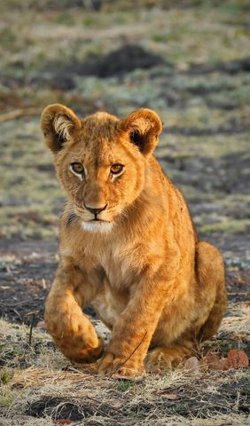 Animals Wildlife Nature