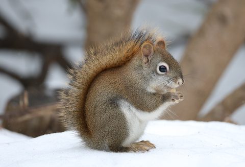 Animals Wildlife Nature