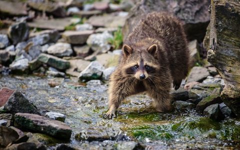Animals Wildlife Nature