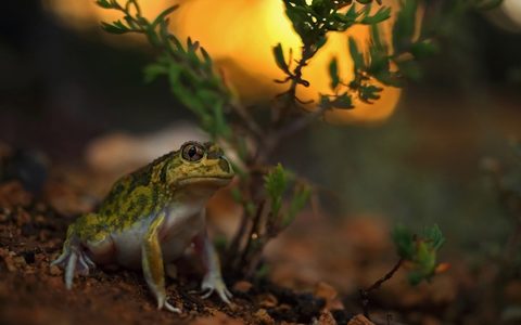 Animals Wildlife Nature