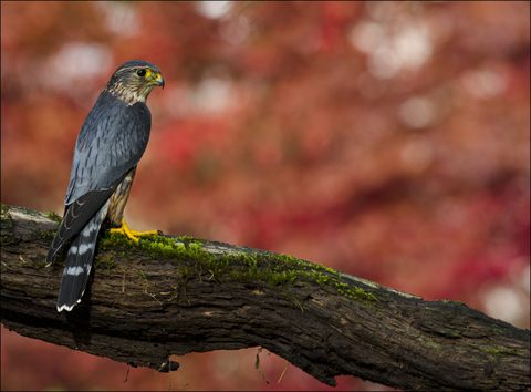 Animals Wildlife Nature