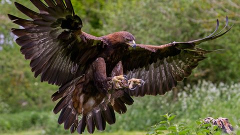 Animals Wildlife Nature