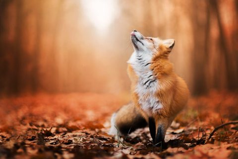 Animals Wildlife Nature