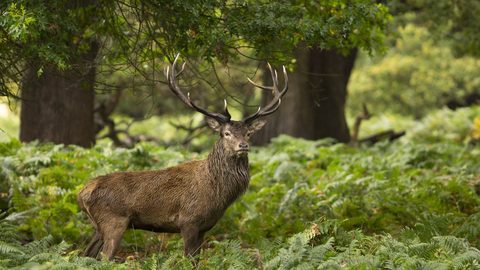 Animals Wildlife Nature