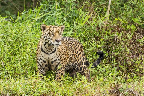 Animals Wildlife Nature
