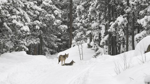 Animals Wildlife Nature