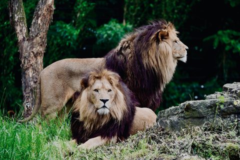 Animals Wildlife Nature