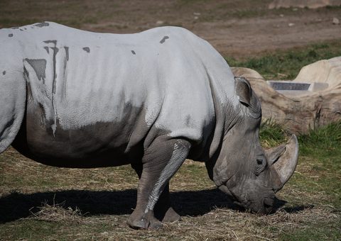 Animals Wildlife Nature
