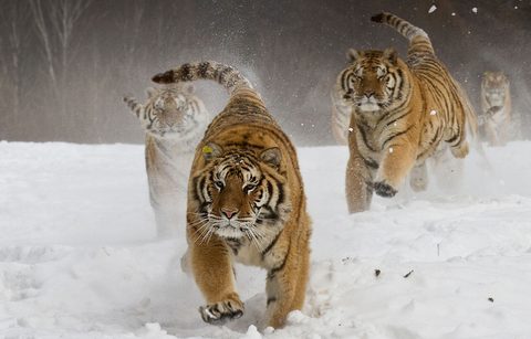 Animals Wildlife Nature