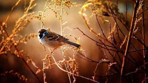 Animals Wildlife Nature