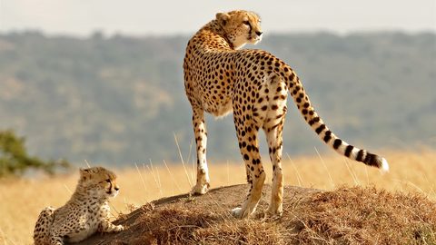 Animals Wildlife Nature