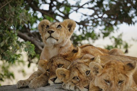 Animals Wildlife Nature