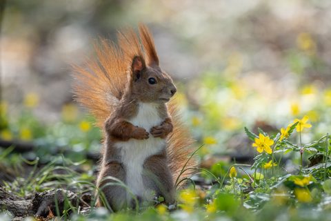 Animals Wildlife Nature