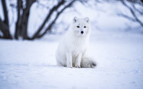 Animals Wildlife Nature