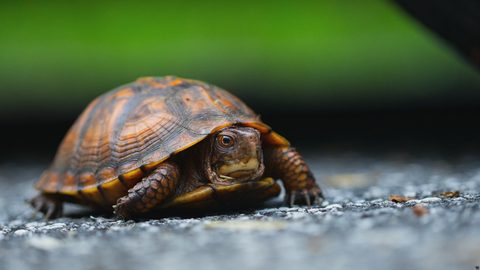 Animals Wildlife Nature