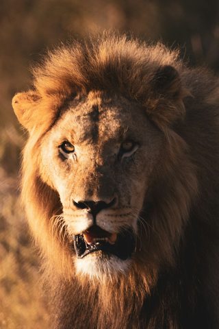 Animals Wildlife Nature