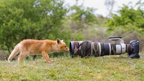 Animals Wildlife Nature