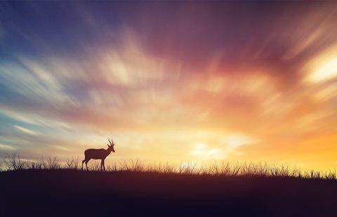 Animals Wildlife Nature
