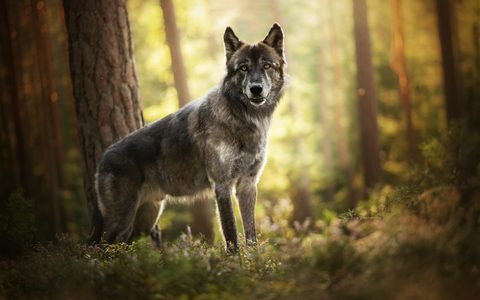 Animals Wildlife Nature