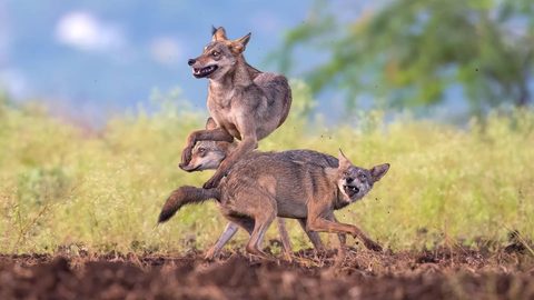 Animals Wildlife Nature