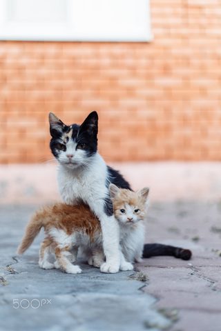 Animals Phone Wallpaper