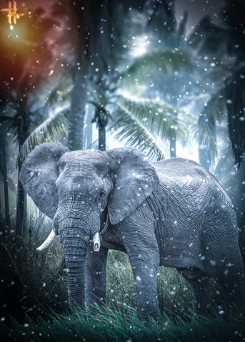 Animals Phone Wallpaper